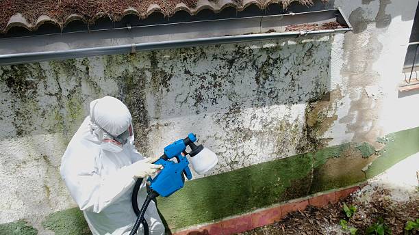 Mold Remediation service in Burnsville, Burnsville, MN